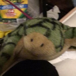 Turtle rare last one in the world